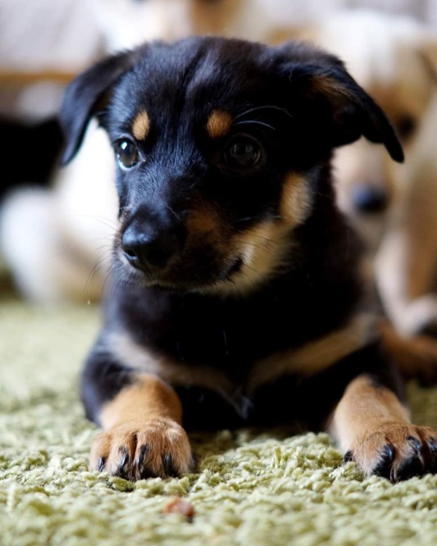 Psy i koty czekają na adopcję w Stowarzyszeniu Pomagajmy Zwierzętom i schronisku w Opocznie [ZDJĘCIA]