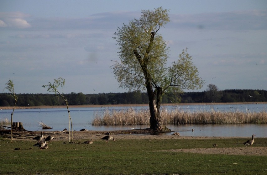 Zbąszyń: Natura jest darem ... Jezioro, rzeka, park, ptaki ....  [Zdjęcia]                                                 