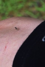 Nie tylko Zielona Góra na różne sposoby walczy z uciążliwymi owadami. Wojnę komarom wypowiada też gmina Świdnica czy sołectwo Nietków