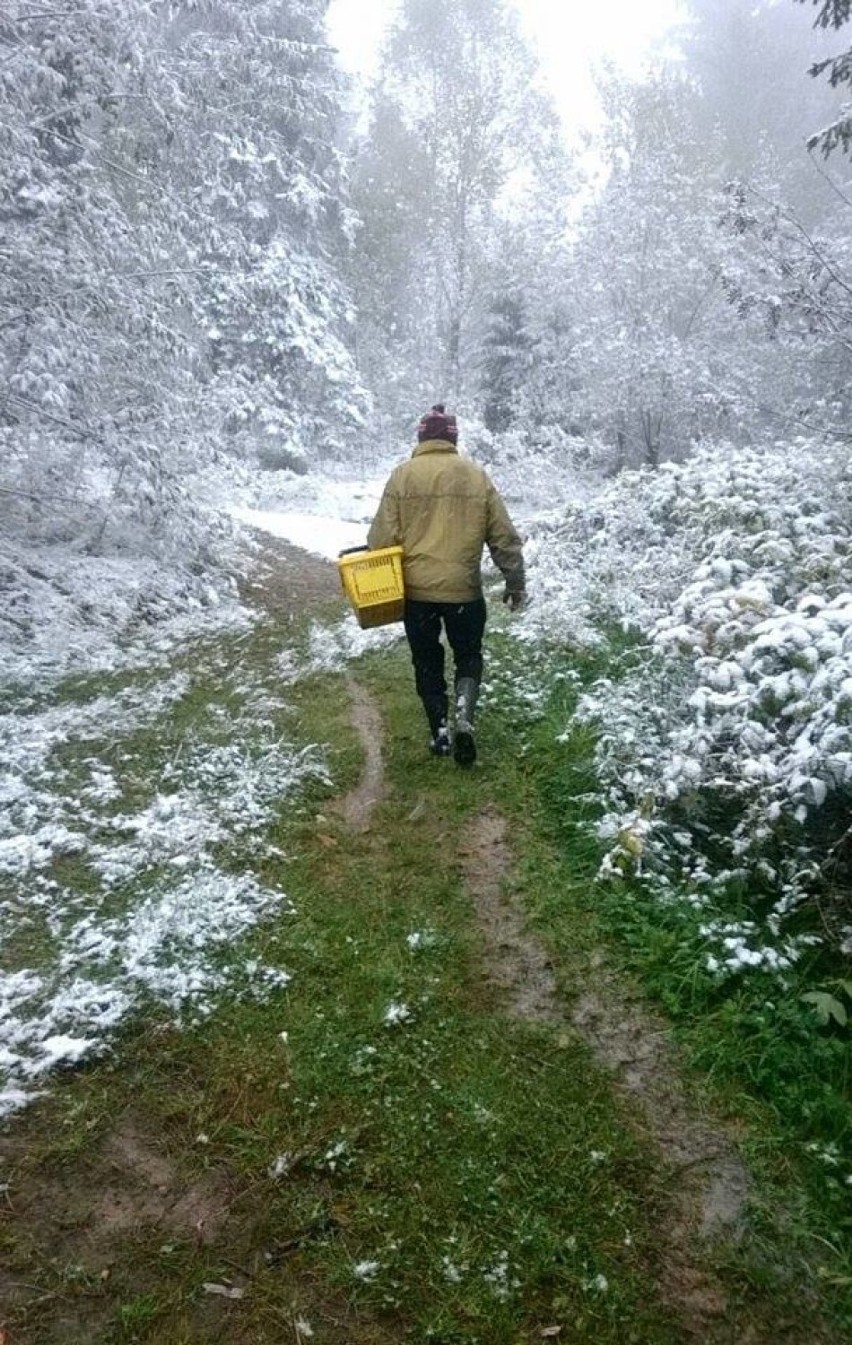Atak zimy na Podhalu. Zasypane góry, paraliż na drogach [ZDJĘCIA, WIDEO]