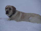 Labrador biszkoptowy zaginął w okolicach Zielonej Góry [Radomia]