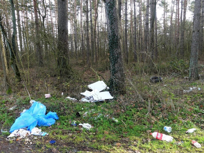 Nadleśnictwo: Walka ze śmieciami w lasach to walka z wiatrakami. Możesz pomóc 