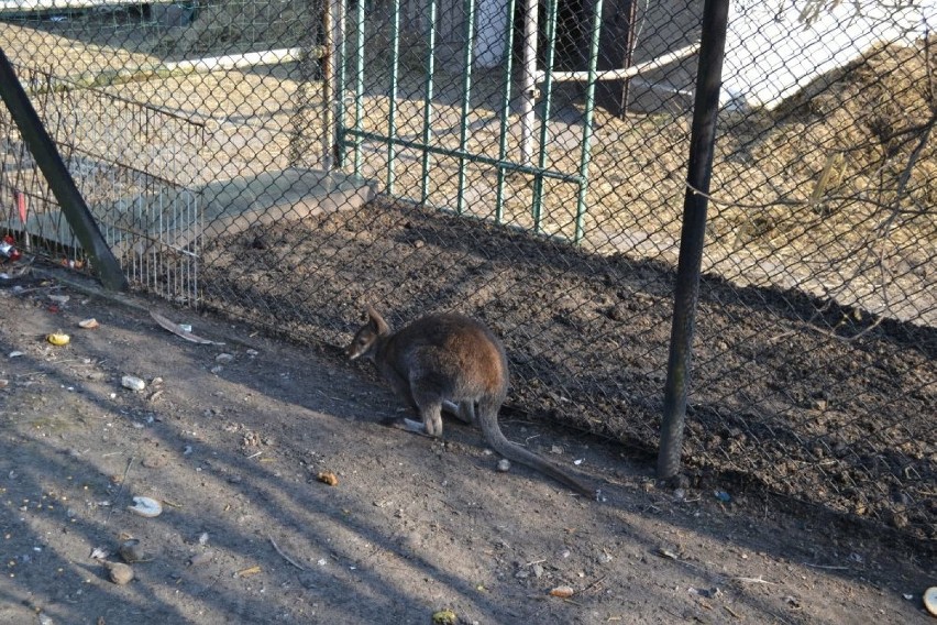 Kangur w Lędzinach: Mieszkaniec dostał go na 60 urodziny
