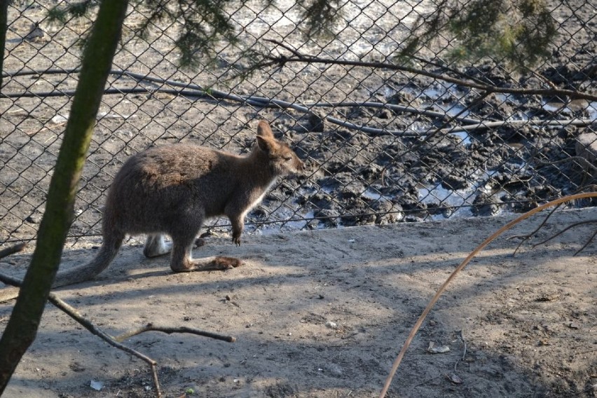 Kangur w Lędzinach: Mieszkaniec dostał go na 60 urodziny