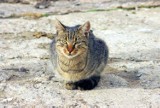 Ul. Cicha: Domki dla kotów wylądowały na śmietniku