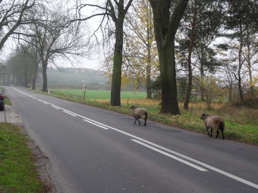 Owce na wybiegu, spacerowały po mieście...