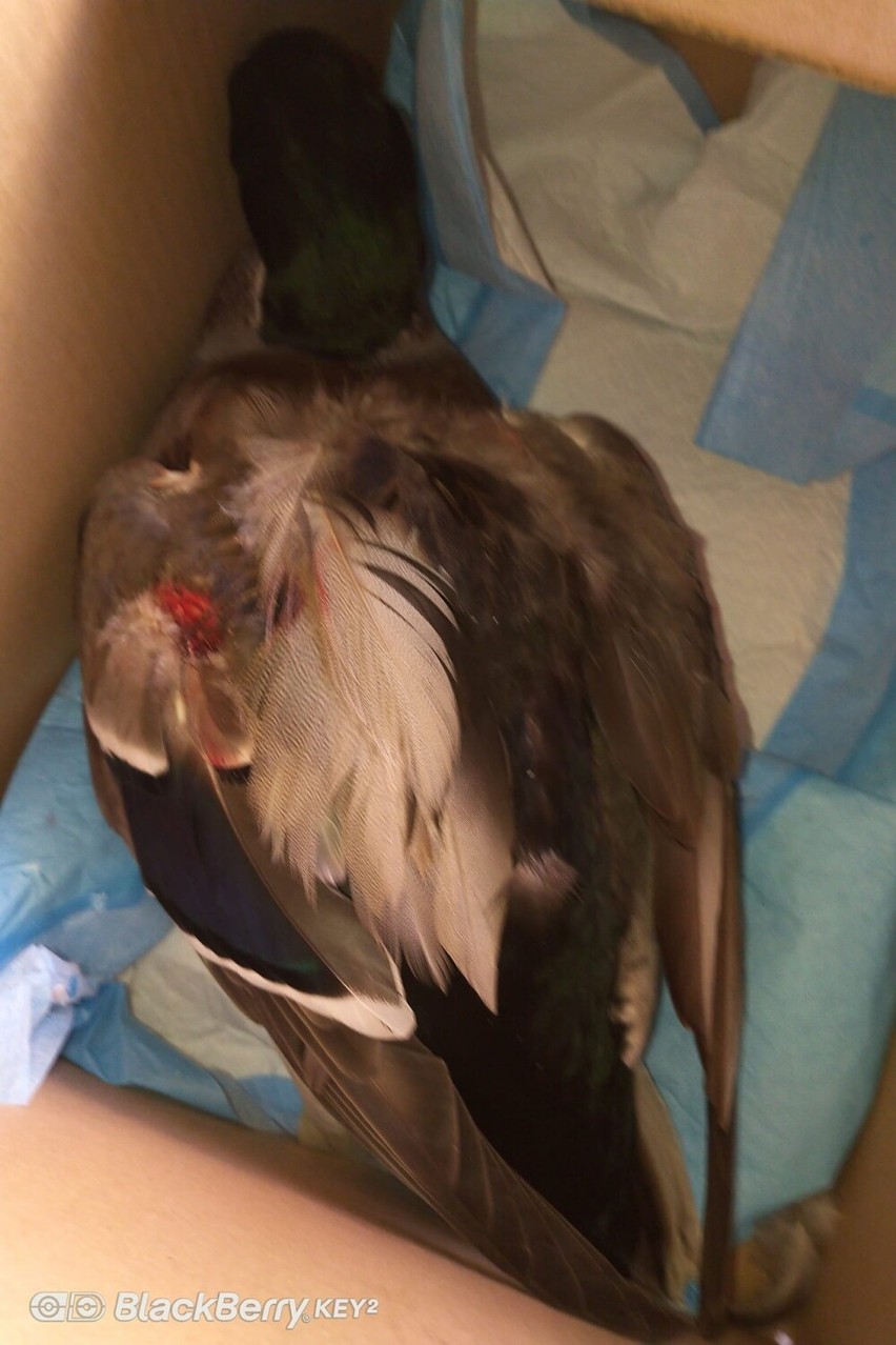 Kierowca zmasakrował kaczkę na ulicy koło parku w Kielcach i zostawił  na jezdni konającego ptaka