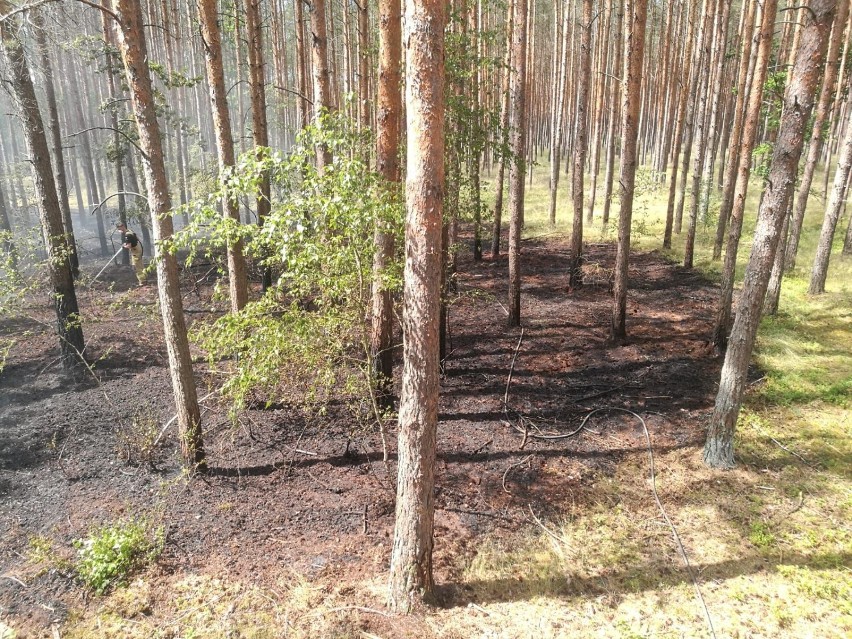 Pożar lasu pod Komarowem. Strażacy znów w akcji [ZDJĘCIA]