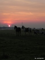 Nagle konie zaczęły biec w kierunku wschodzącego słońca
