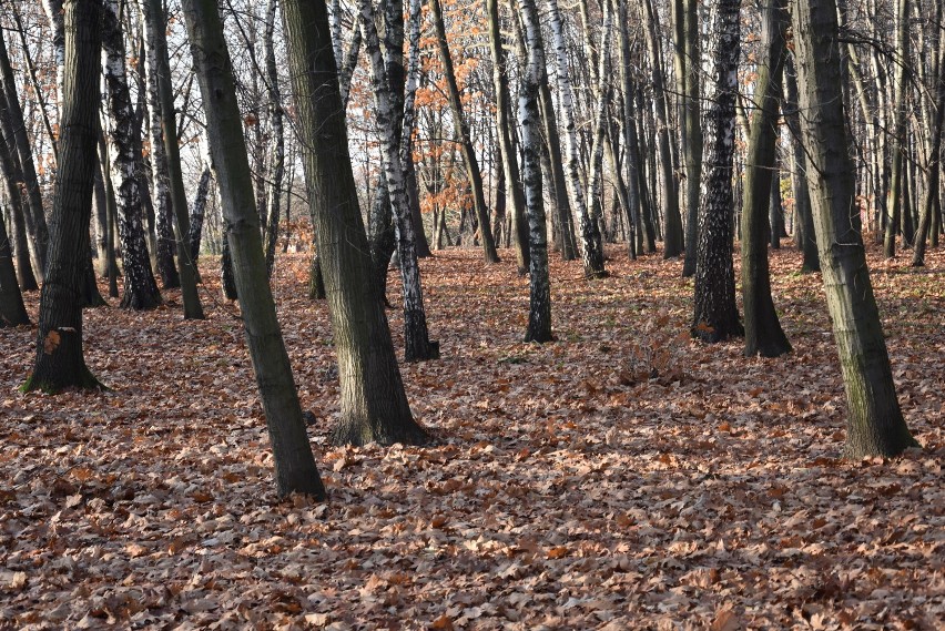 Tarnów. Przepiękna jesień w Parku na Piaskówce i w Parku Strzeleckim zachwyca barwami [ZDJĘCIA]