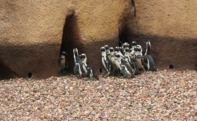 Pingwiny i kotiki zadomowiły się już w basenach zewnętrznych ...