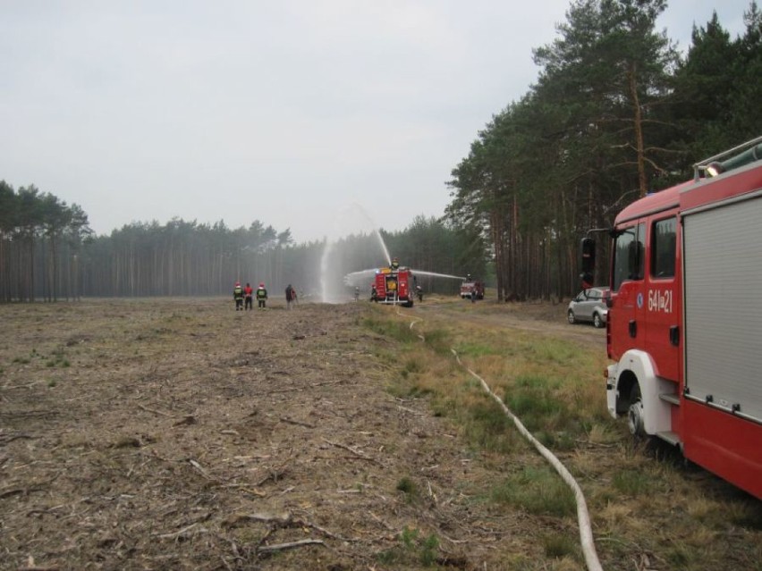 Region: Symulacja pożaru lasu
