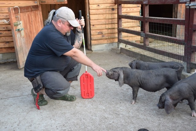 Świnki już nie takie małe! Zobaczcie ulubione zwierzaki z lubińskiego ZOO