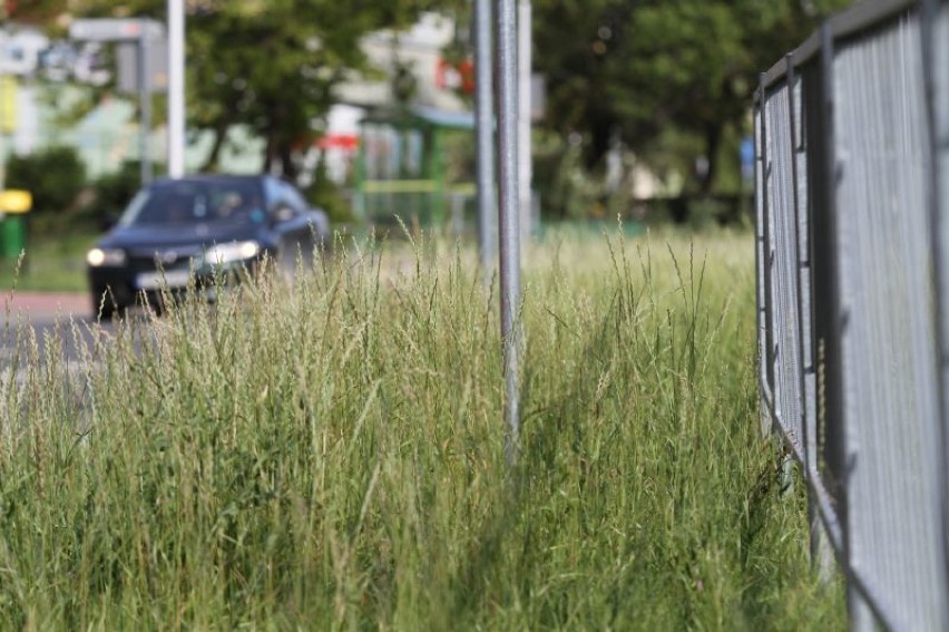 Trawy zarastają centrum Kielc (WIDEO)