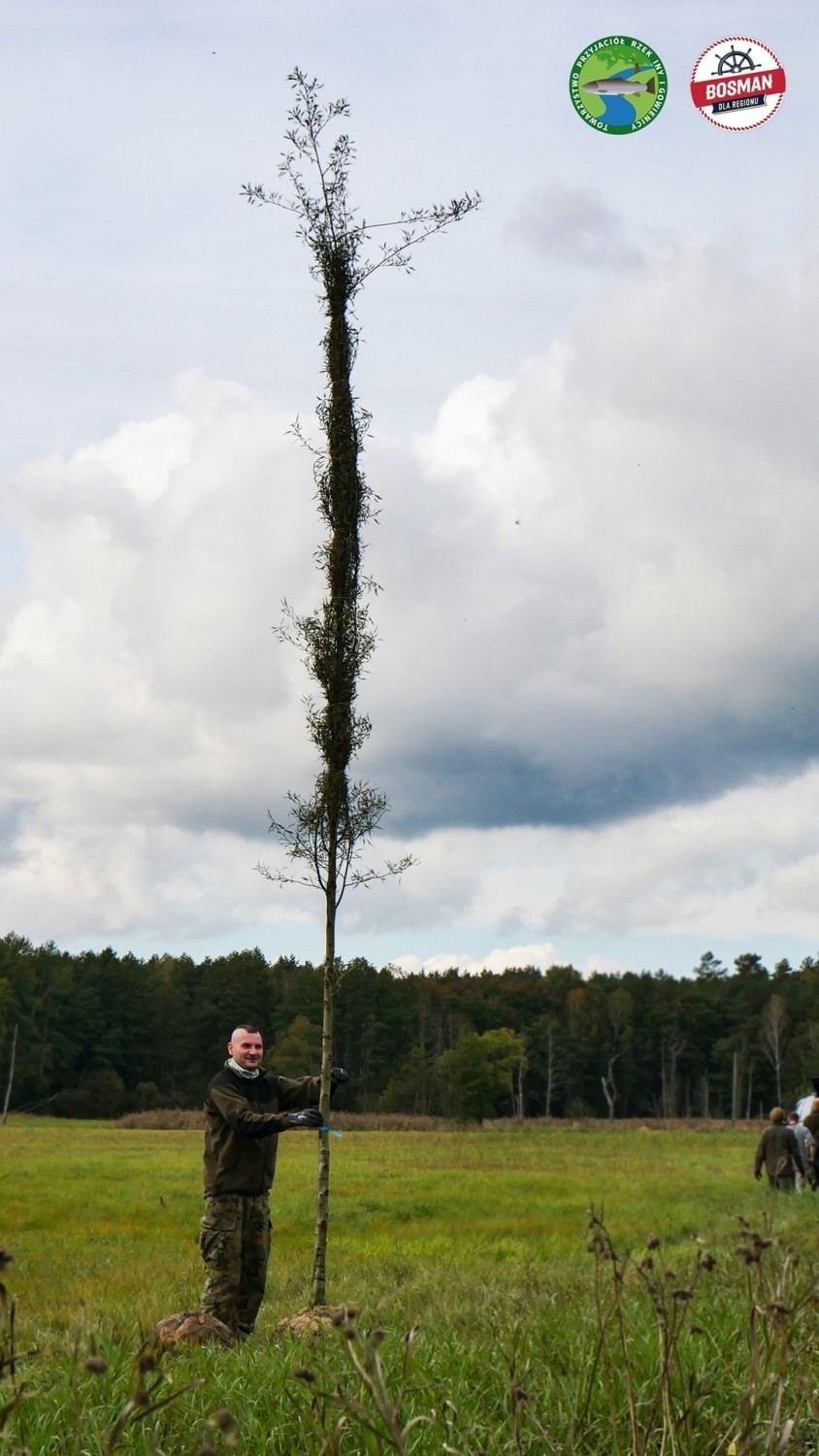 Powiat stargardzki i goleniowski. 28 dużych drzew posadzonych nad brzegami rzeki Iny. To akcja „Bosman dla regionu” 