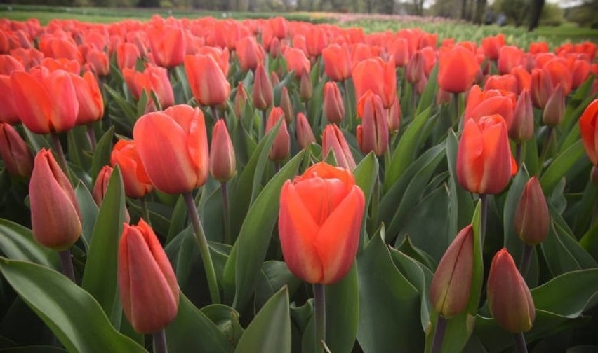Posadzą kilkaset tulipanów przy Pomniku Dzieci Głogowskich. Zapraszają mieszkańców do pomocy