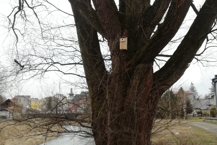 Śródmieście Krosna stało się ptasią dzielnicą. Zamontowano tu sto budek dla ptaków. To projekt obywatelski [ZDJĘCIA]