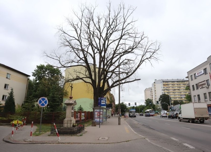 Suche drzewo przy ulicy Żeromskiego w Radomiu zagraża przechodniom i kierowcom. Pierwsze w kolejce do wycinki, ale dopiero za kilka tygodni