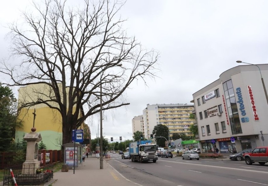 Suche drzewo przy ulicy Żeromskiego w Radomiu zagraża przechodniom i kierowcom. Pierwsze w kolejce do wycinki, ale dopiero za kilka tygodni