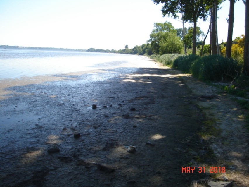 Zatoka Pucka w Swarzewie. Glony na brzegu