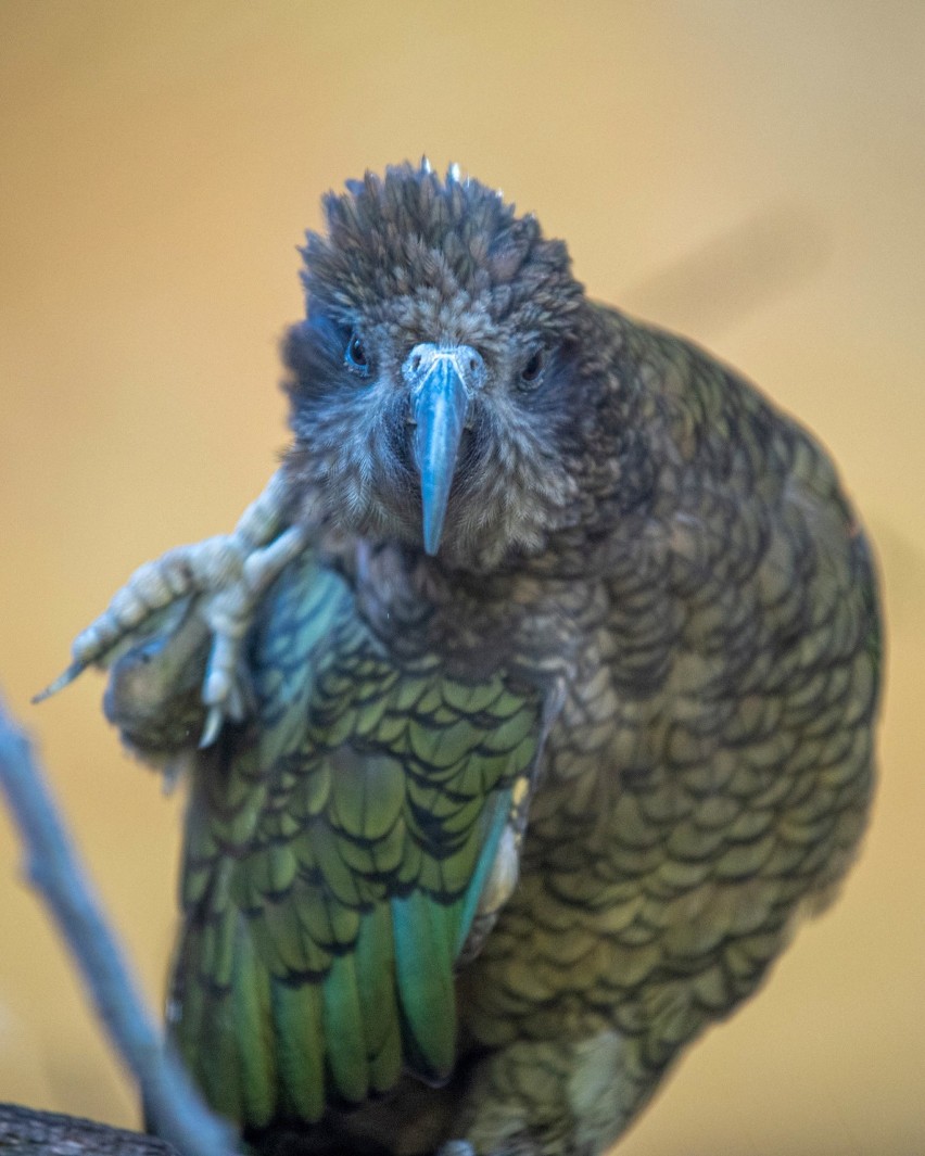 W ten sposób poznamy więc papugi kea czyli "bohaterską klasę...