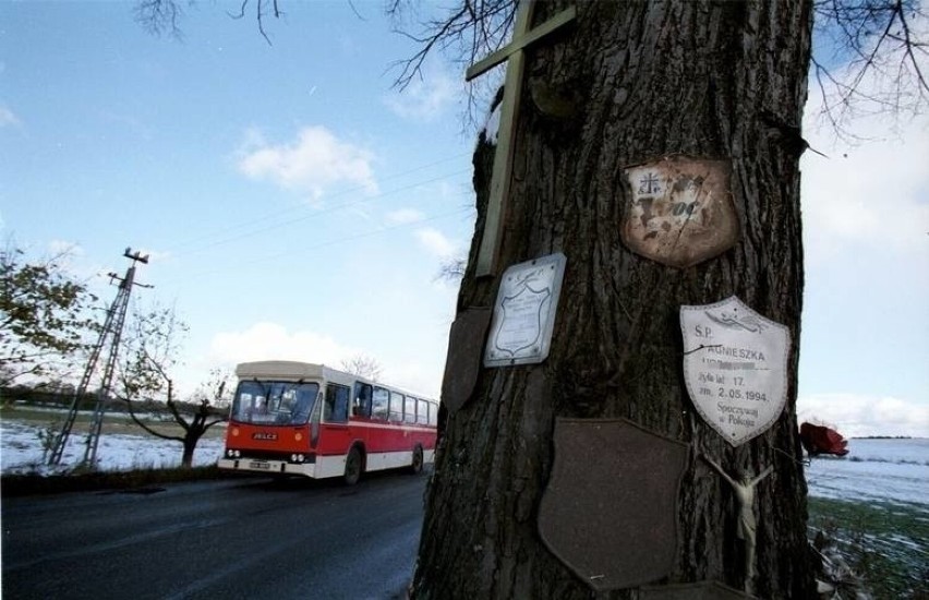 Drzewo, na którym rozbił się autobus, jeszcze kilka lat...