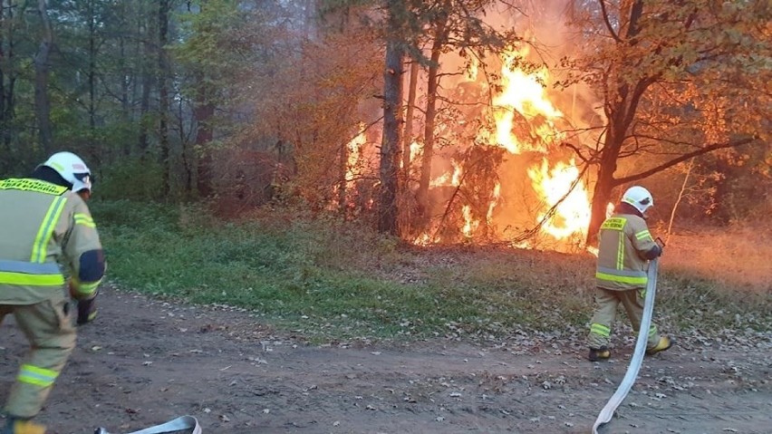 Pożar w Przeździecku-Jachach. 20.10.2021. Płonęły bele słomy. W akcji gaśniczej brało udział 7 jednostek straży pożarnej. Zdjęcia