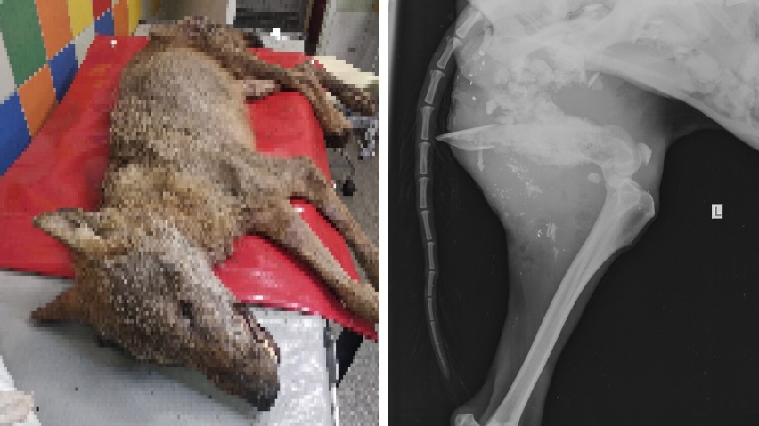 [AKTUALIZACJA] Wilk, transportowany przez strażaków z OSP Studniska, został uśpiony. Stan jego zdrowia był fatalny 