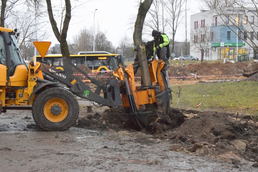Uratowane drzewa przed wycinką przesadzone w nowe miejsce w Kielcach. Udało się to dzięki protestom mieszkańców. Zobacz zdjęcia