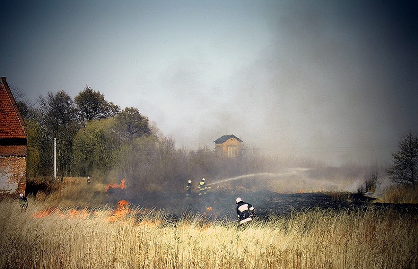 Groźny pożar traw w podwrocławskich Jeszkowicach