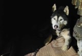 Skandaliczne warunki, w jakich żył pies z Czerwionki-Leszczyn. "To było jak tortura"