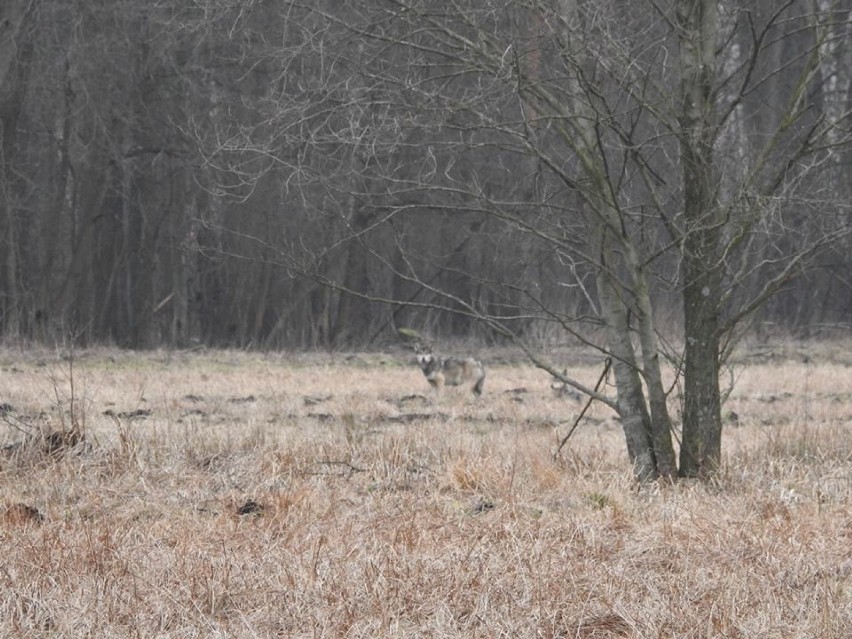 Akcja WWF Godzina dla wilków: Zgasną światła w mieście. Wilki pojawiły się koło Tomaszowa Maz. 