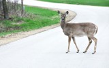 Sarny sieją postrach w Wolicy. „Non stop przecinają drogę”