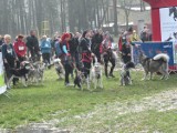 Koszęcin : Ponad 150 osób wystartowało w Dogtrekkingu