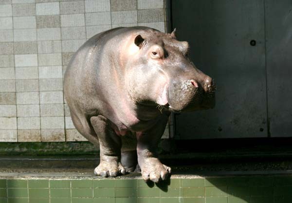 2. Hipopotam nilowy