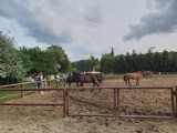 Konie nie wyjadą prawdopodobnie w poniedziałek z Wawrzkowizny. Czy zostaną jednak na dłużej?