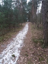 Ścieki w lesie w Rozprzy. Ktoś wylał nieczystości z toi toia na leśną ścieżkę [ZDJĘCIA]