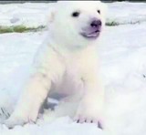 Dzień niedźwiedzia polarnego już jutro       