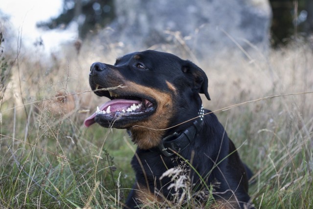 Omięciny pod Płońskiem. 57-latek pogryziony przez rottweilery trafił do szpitala.