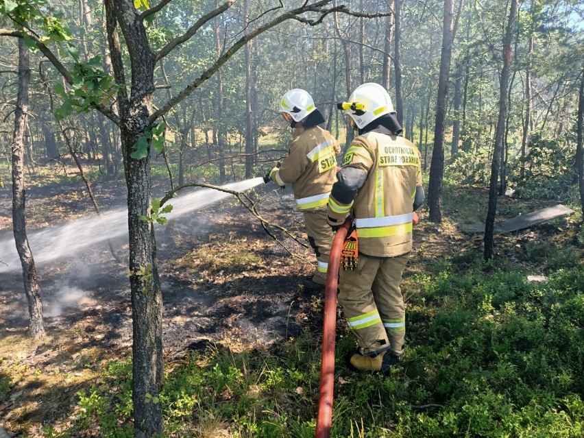 Strażacy z gminy Kamieńsk gasili pożar poszycia leśnego przy DK 1