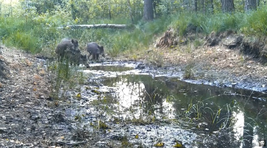 W lesie pod Częstochową żyje dzik bez jednej nogi. Od początku czuwa nad nim rodzina