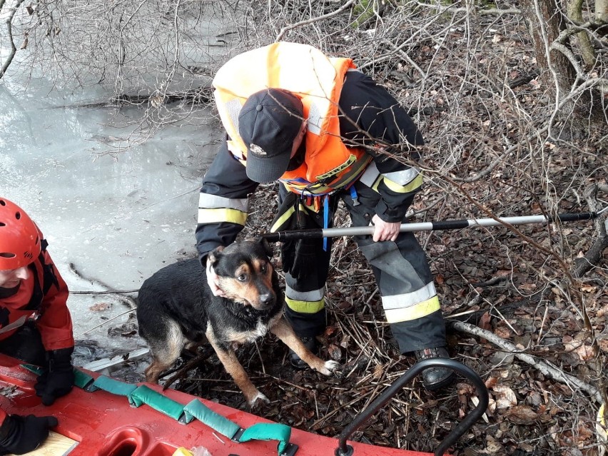 Jaromierz: Na tafli lodu pływał pies. Uratowali go strażacy [ZDJĘCIA]