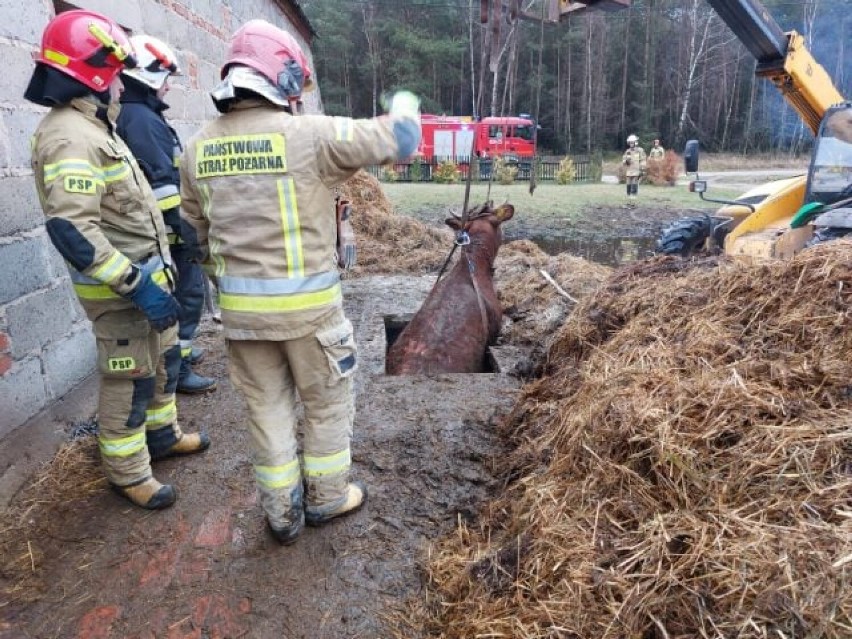 Nietypowa akcja ratunkowa straży pożarnej w Grabówce