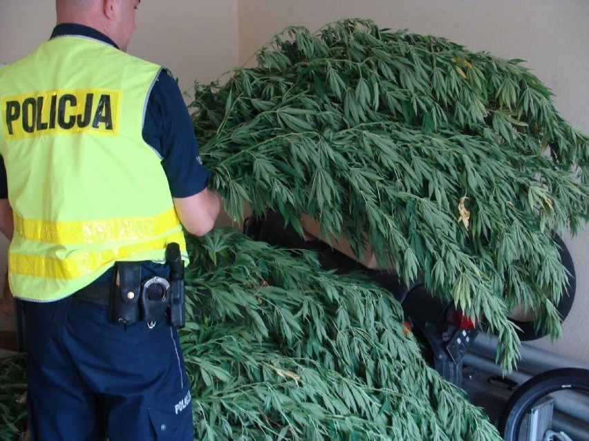 Policjanci zlikwidowali plantację konopi indyjskich na terenie gmin: Zadzim i Uniejów