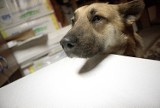 Psy z Anastazewa, którym pomogli strażnicy miejscy z Łodzi znalazły nowy dom [ZDJĘCIA]