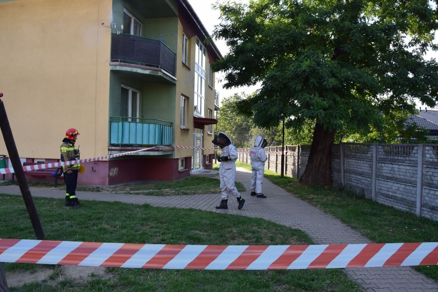 Osy, pszczoły i szerszenie. Strażacy nie wyjeżdżają do akcji związanych z owadami błonkoskrzydłymi już tak często jak kiedyś 