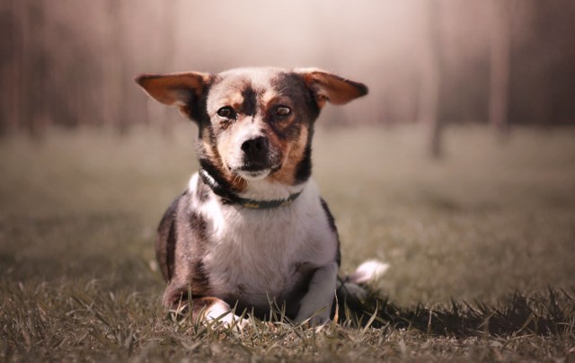 Chcesz znaleźć przyjaciela, który nigdy cię nie zawiedzie i obdarzy bezinteresownym uczuciem? Bezdomne psy polecają się do adopcji. One czekają na nowy dom i swojego pana. Nie kupuj, adoptuj, możesz pomóc uratować tęskniącego zwierzaka. Na zdjęciu Alex, jest gotowy do adopcji.
>