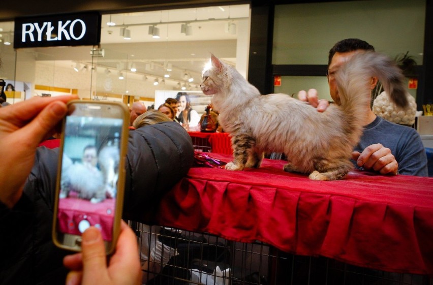 Tłumy chętnych by zobaczyć wystawę kotów rasowych w Kaskadzie [ZDJĘCIA]
