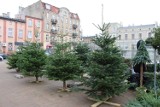 Choinki w Gnieźnie. To ostatni moment na zakup świątecznego drzewka!