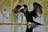 Wodne życie Puszczy Goleniowskiej. Niezwykłe fotografie Lecha Jaworskiego